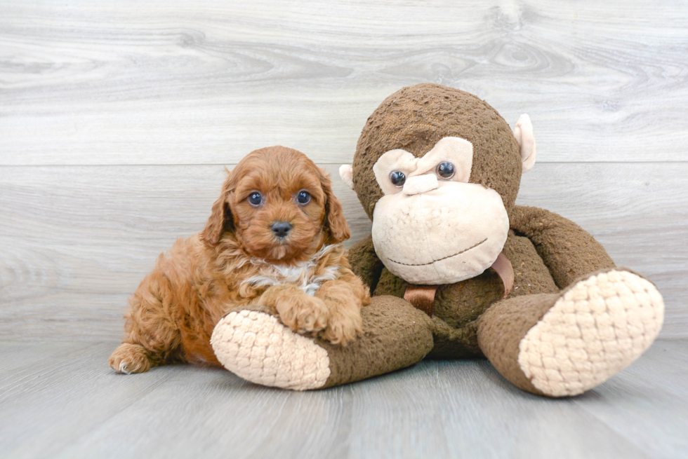 Cavapoo Puppy for Adoption