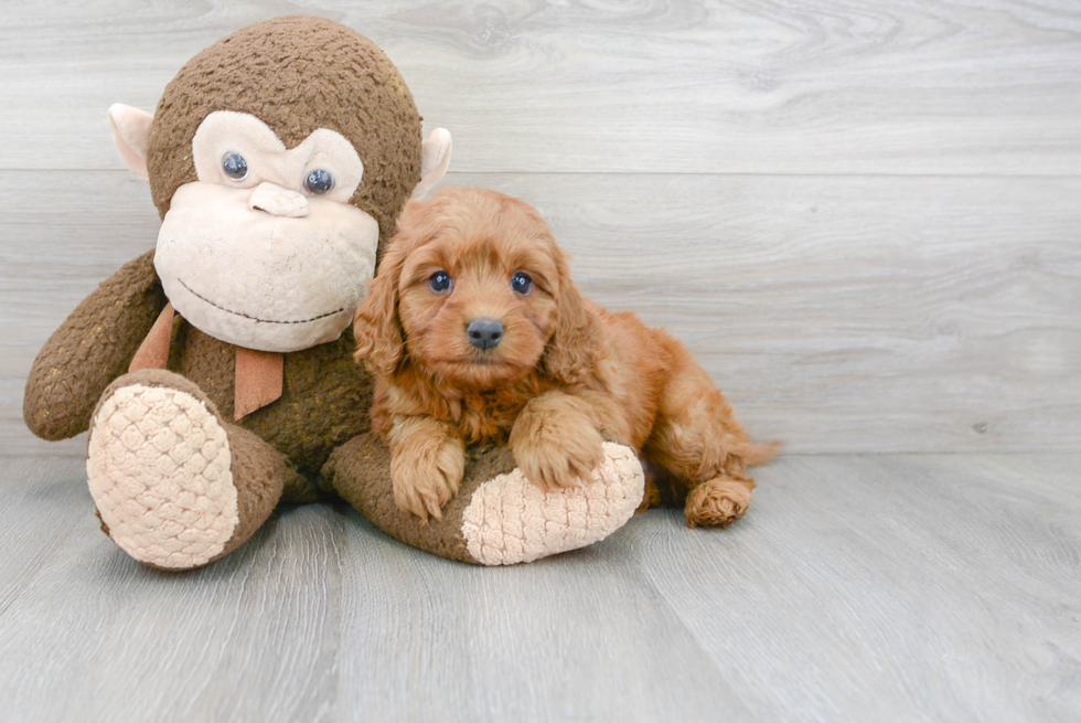 Little Cavoodle Poodle Mix Puppy