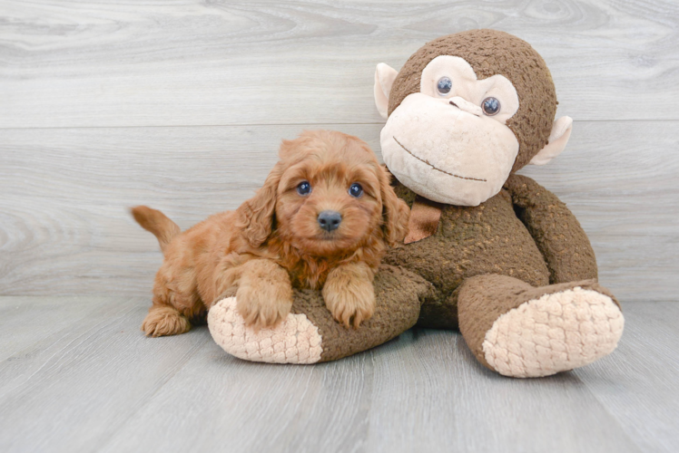 Playful Cavoodle Poodle Mix Puppy