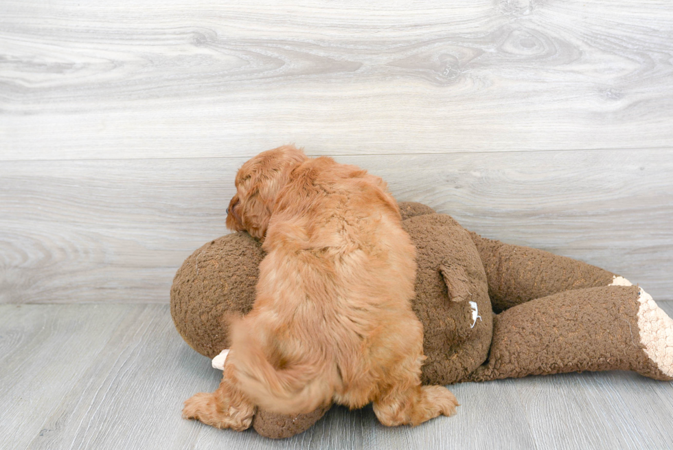 Hypoallergenic Cavoodle Poodle Mix Puppy