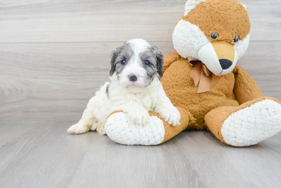 Sweet Cavapoo Baby