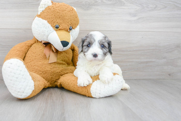 Cavapoo Puppy for Adoption