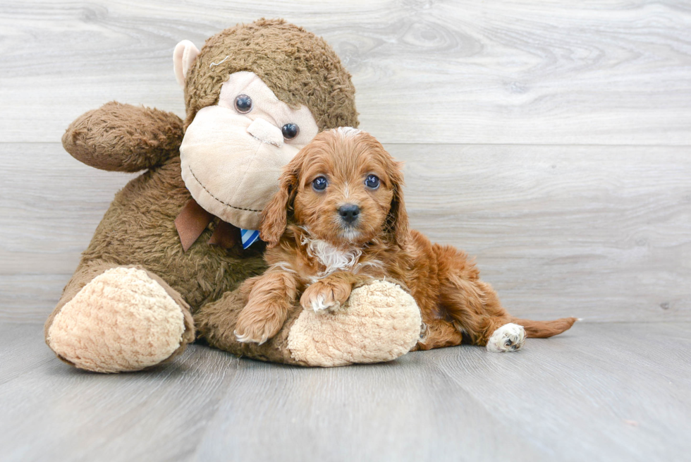 Little Cavoodle Poodle Mix Puppy