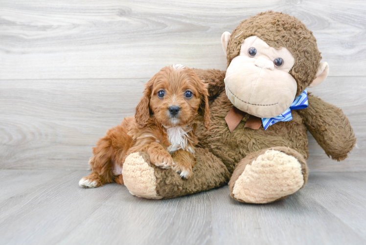 Cavapoo Pup Being Cute