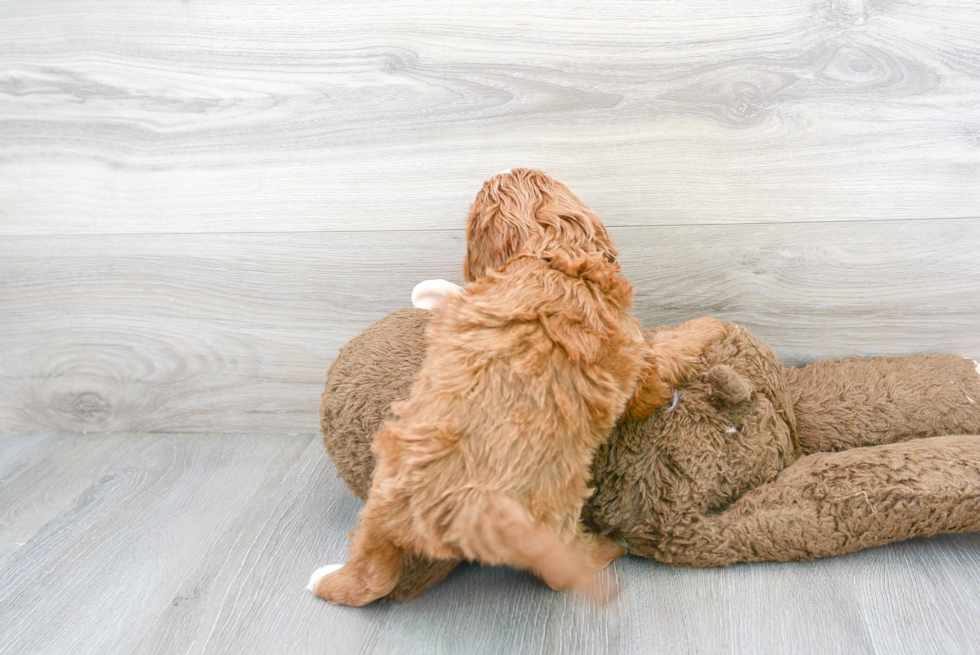 Cavapoo Pup Being Cute