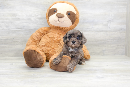 Fluffy Cavapoo Poodle Mix Pup