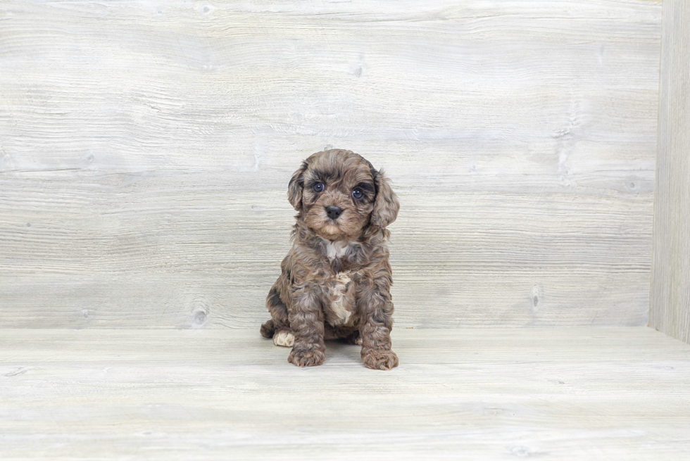 Cavapoo Puppy for Adoption