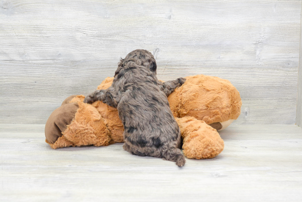 Hypoallergenic Cavoodle Poodle Mix Puppy