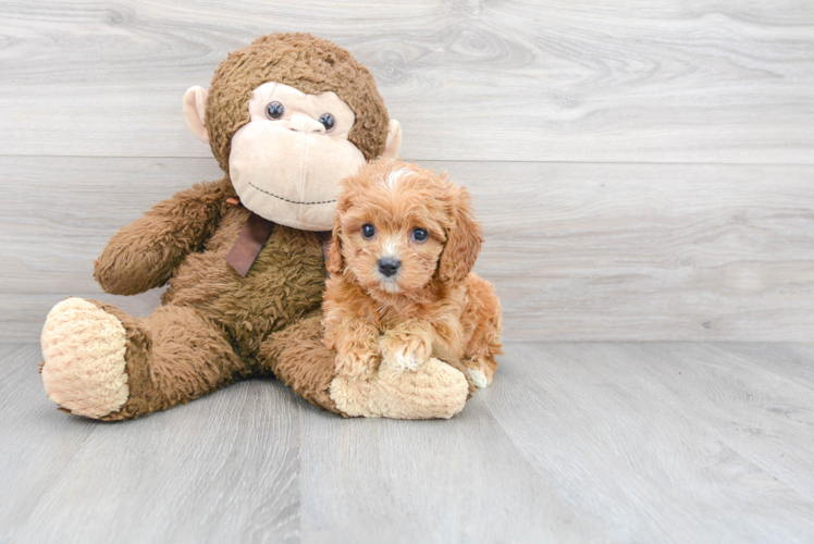 Cavapoo Pup Being Cute