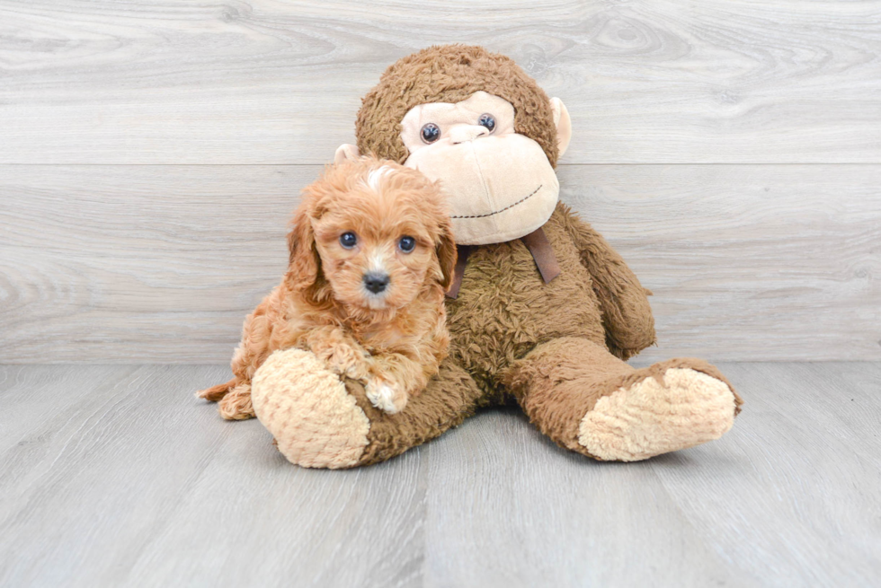 Cavapoo Pup Being Cute