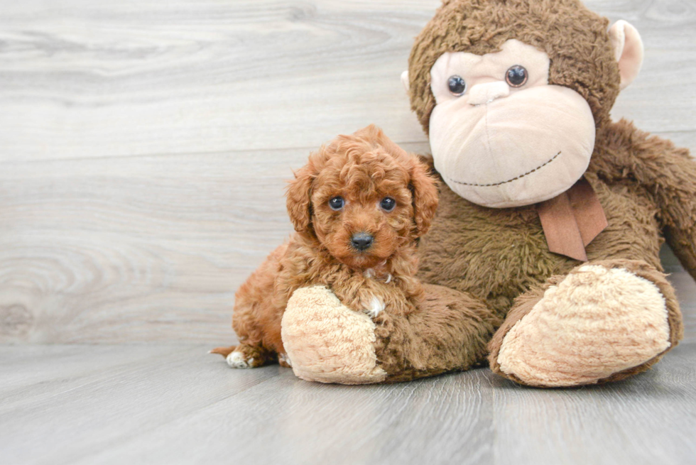 Best Cavapoo Baby