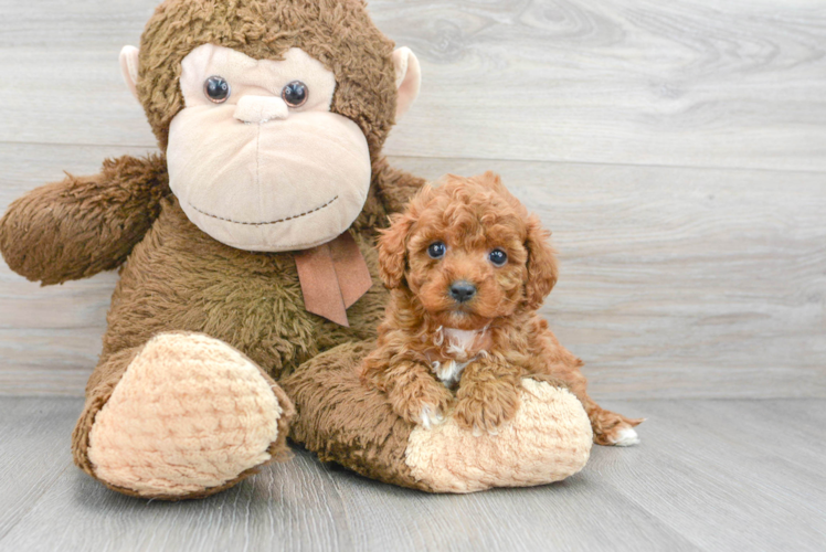 Best Cavapoo Baby