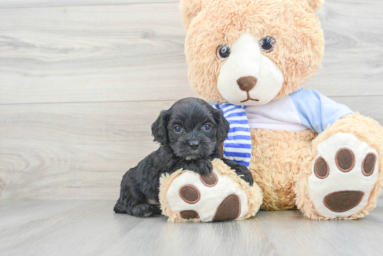 Petite Cavapoo Poodle Mix Pup