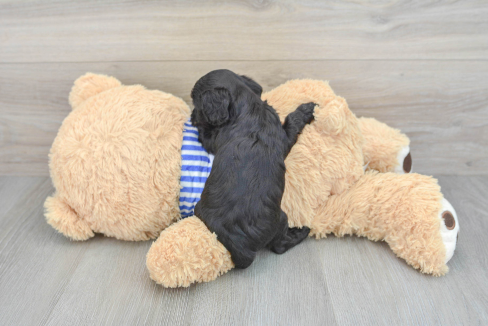 Cavapoo Puppy for Adoption