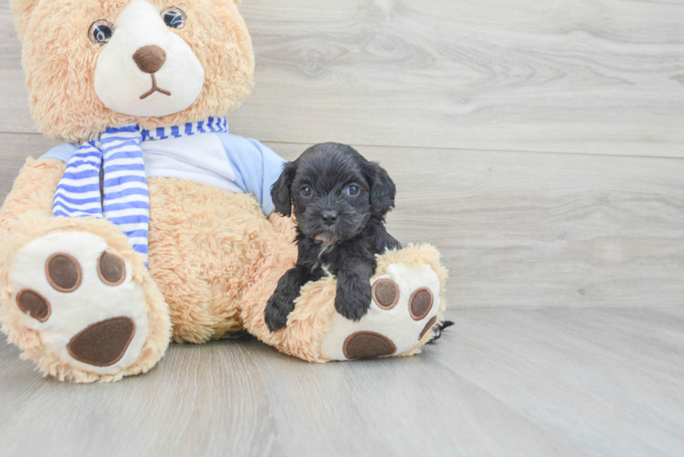 Smart Cavapoo Poodle Mix Pup