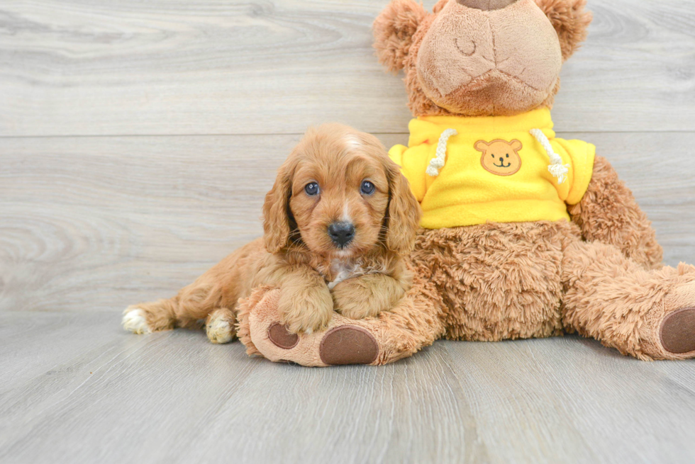 Playful Cavoodle Poodle Mix Puppy