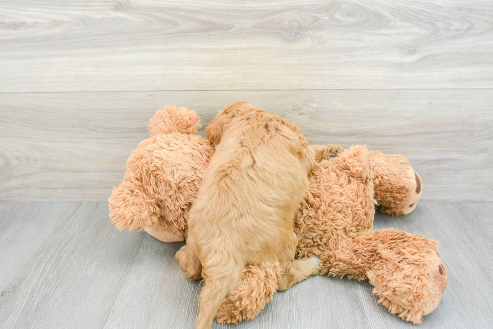 Petite Cavapoo Poodle Mix Pup