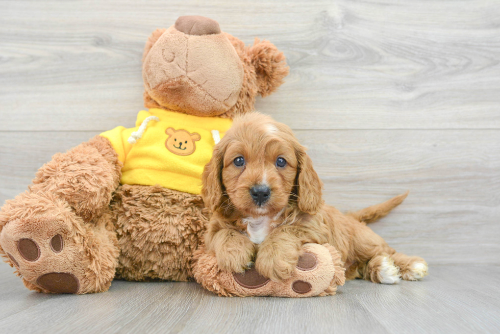 Playful Cavoodle Poodle Mix Puppy