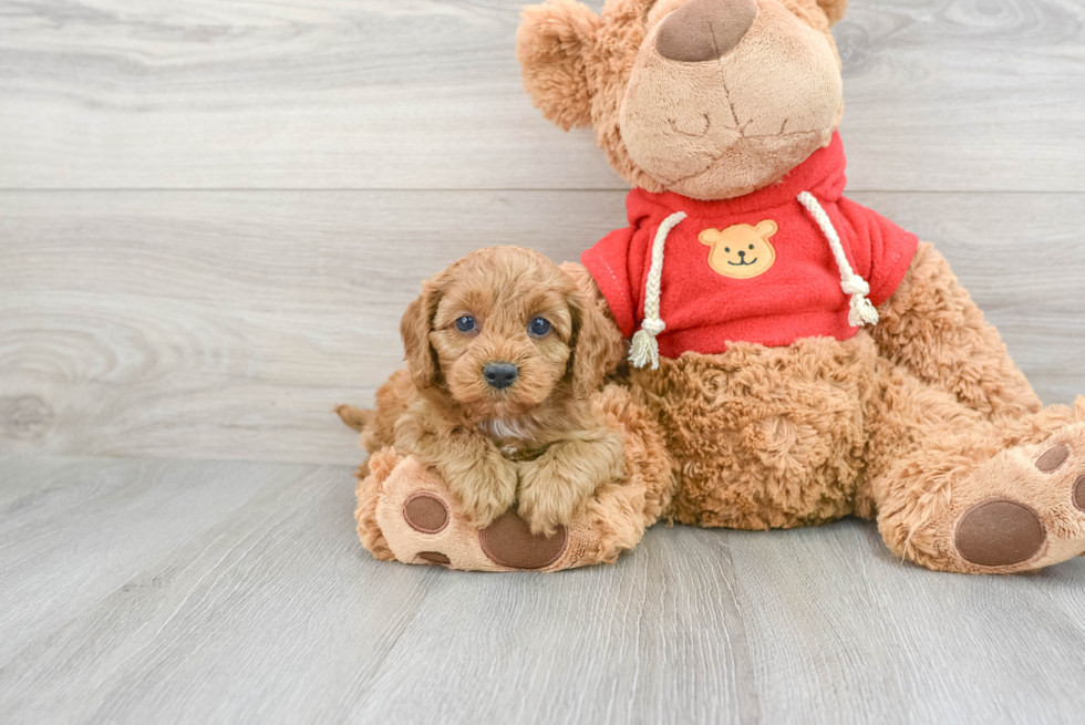 Sweet Cavapoo Baby