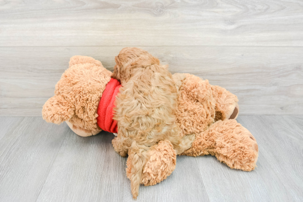 Energetic Cavoodle Poodle Mix Puppy
