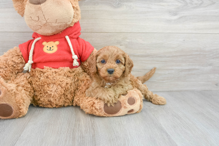Best Cavapoo Baby
