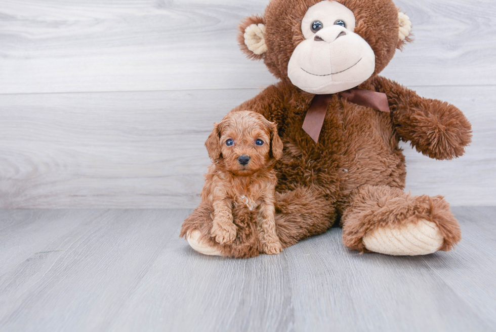 Best Cavapoo Baby