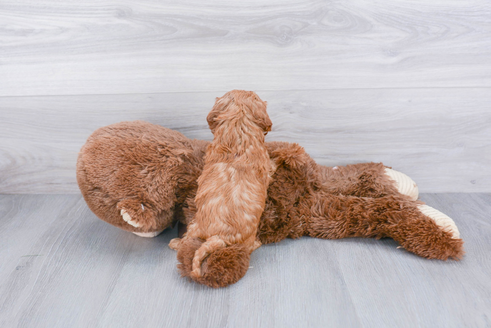 Petite Cavapoo Poodle Mix Pup