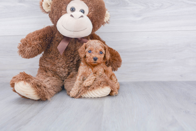 Cavapoo Puppy for Adoption