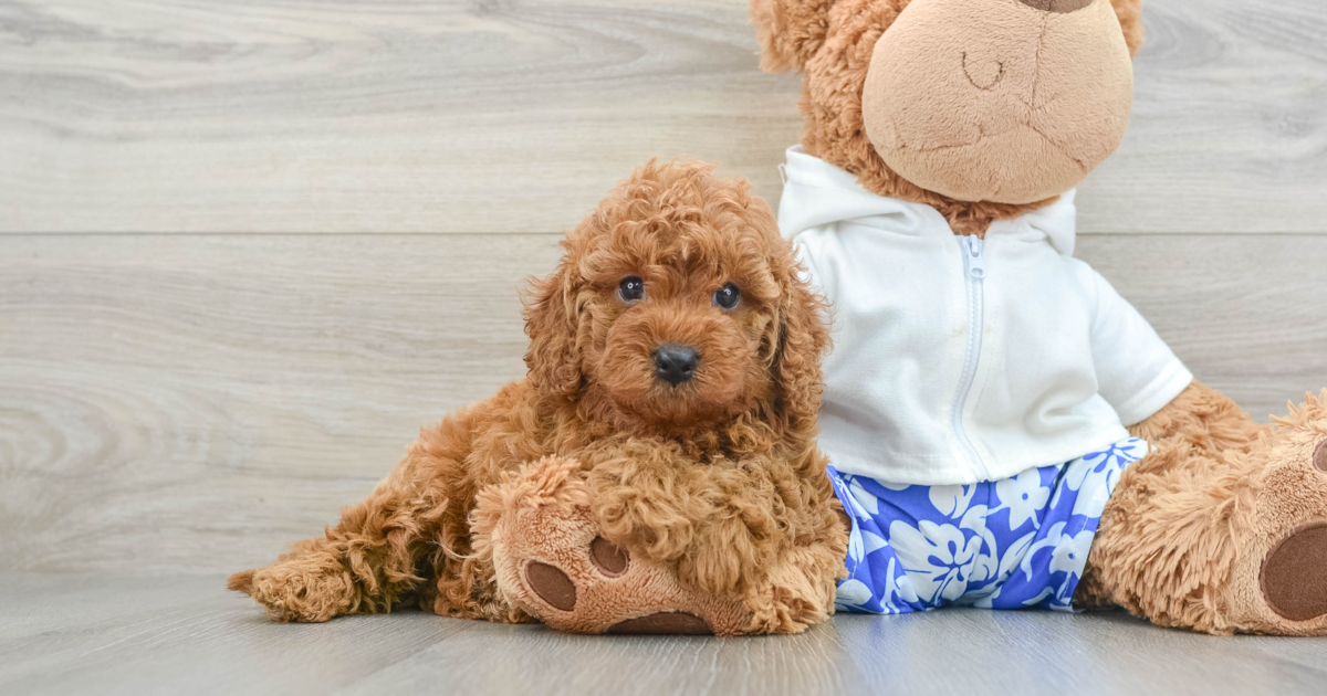Funny Cavapoo Caleb: 4lb 15oz Doodle Puppy