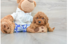 Cute Cavapoo Baby