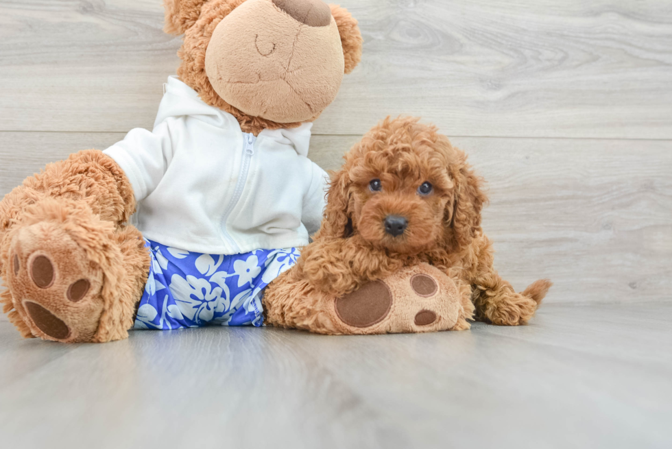 Cute Cavapoo Baby