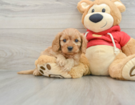 6 week old Cavapoo Puppy For Sale - Premier Pups