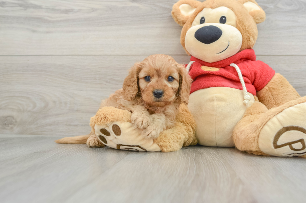 6 week old Cavapoo Puppy For Sale - Premier Pups