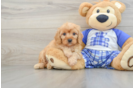 Cavapoo Pup Being Cute