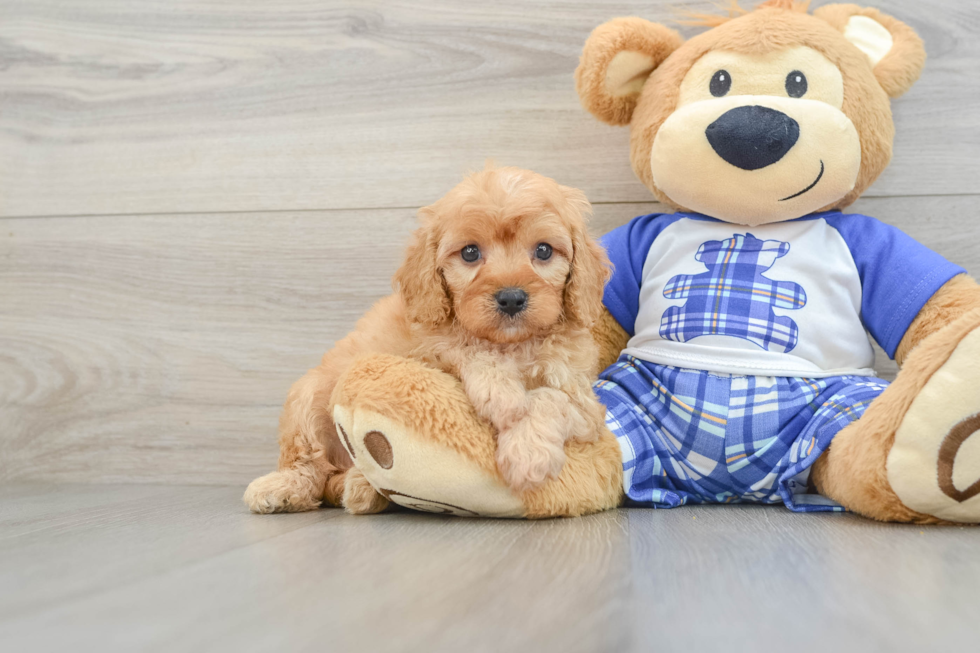 Cavapoo Pup Being Cute
