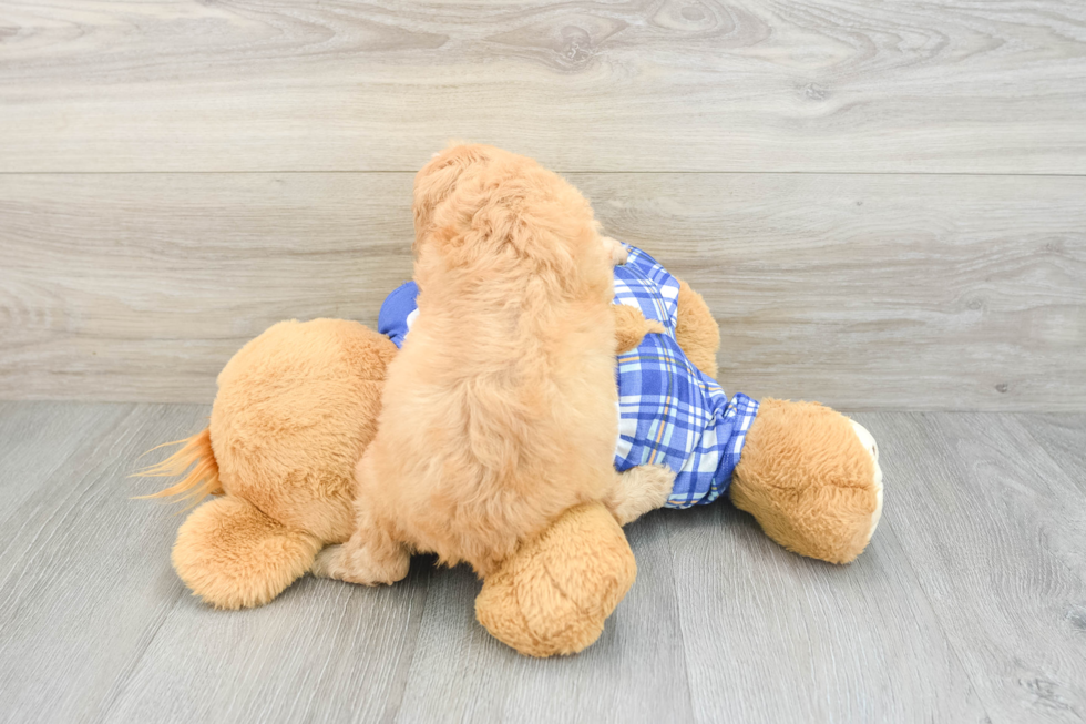 Friendly Cavapoo Baby