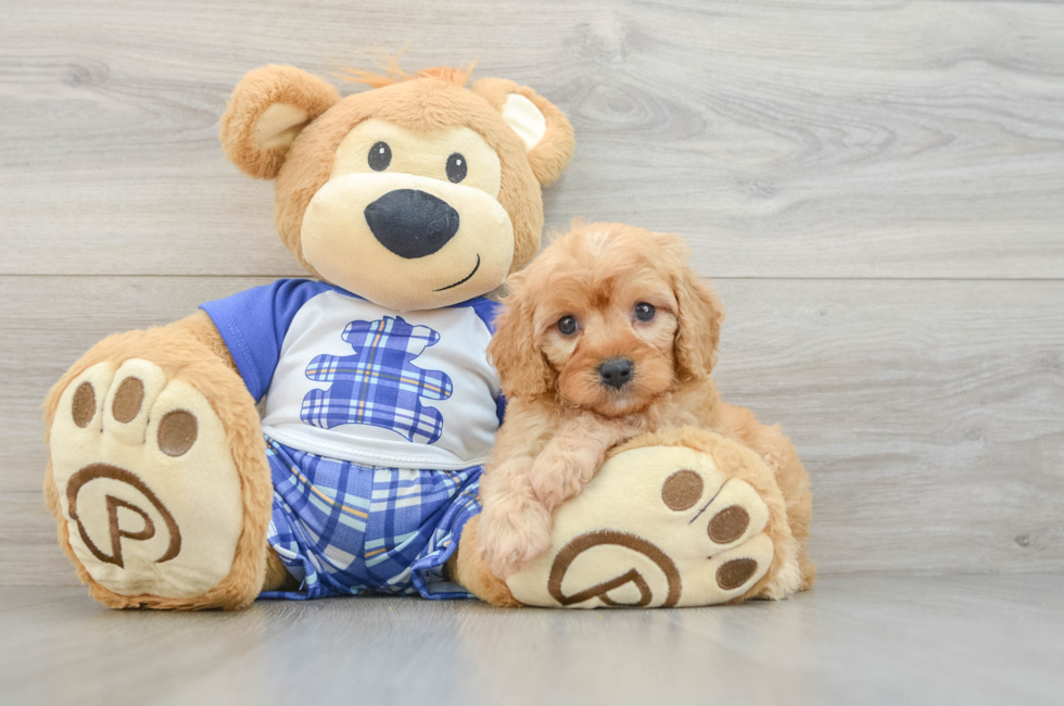5 week old Cavapoo Puppy For Sale - Premier Pups