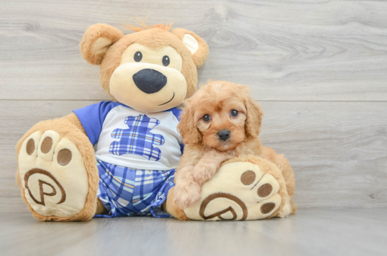 Fluffy Cavapoo Poodle Mix Pup