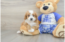 Petite Cavapoo Poodle Mix Pup