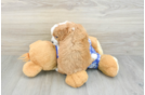 Energetic Cavoodle Poodle Mix Puppy