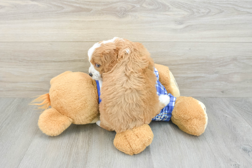 Energetic Cavoodle Poodle Mix Puppy