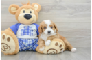 Energetic Cavoodle Poodle Mix Puppy