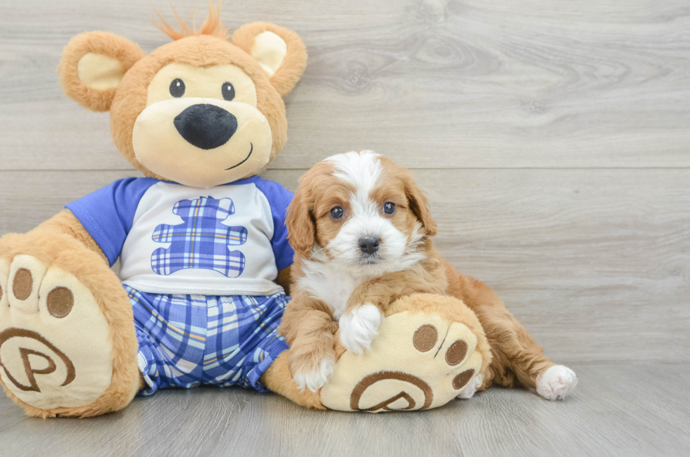 5 week old Cavapoo Puppy For Sale - Premier Pups