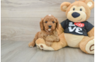 Small Cavapoo Baby