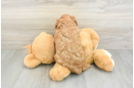 Sweet Cavapoo Baby