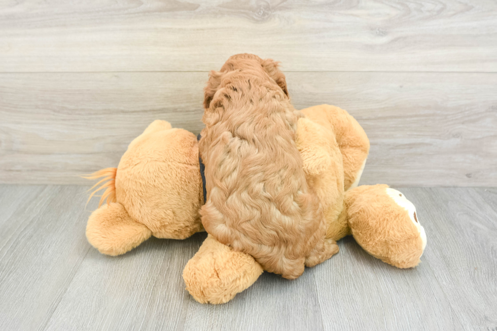 Sweet Cavapoo Baby