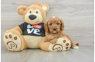Adorable Cavalier King Charles Spaniel and Poodle Mix Poodle Mix Puppy