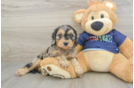 Friendly Cavapoo Baby