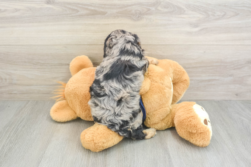 Best Cavapoo Baby