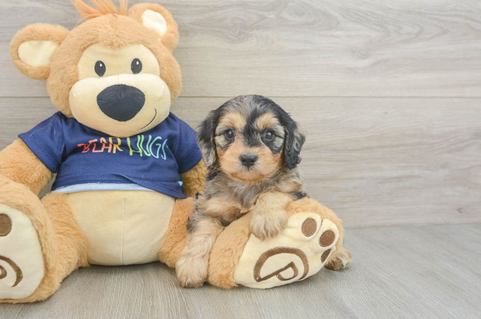 5 week old Cavapoo Puppy For Sale - Premier Pups